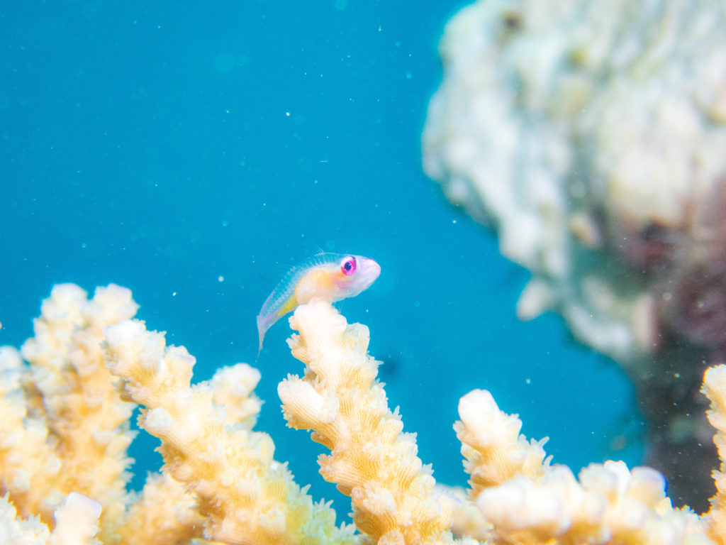 沖縄北部 ダイビング