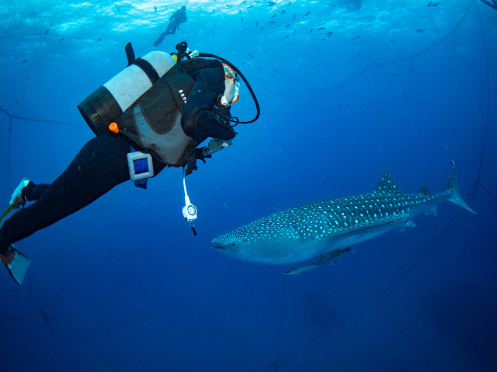 ジンベエザメ ダイビング