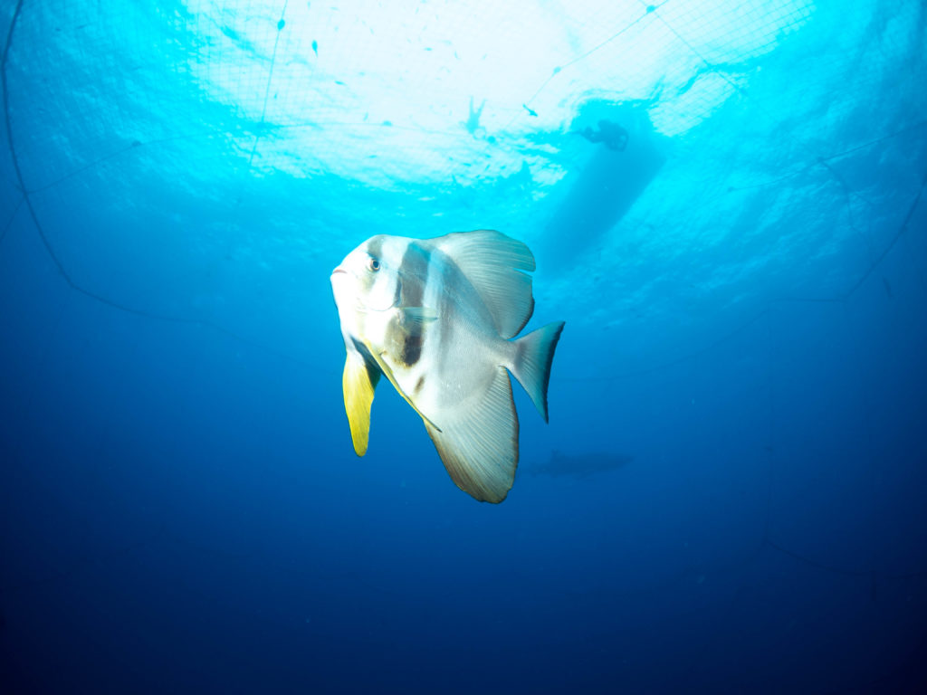 沖縄 ダイビング