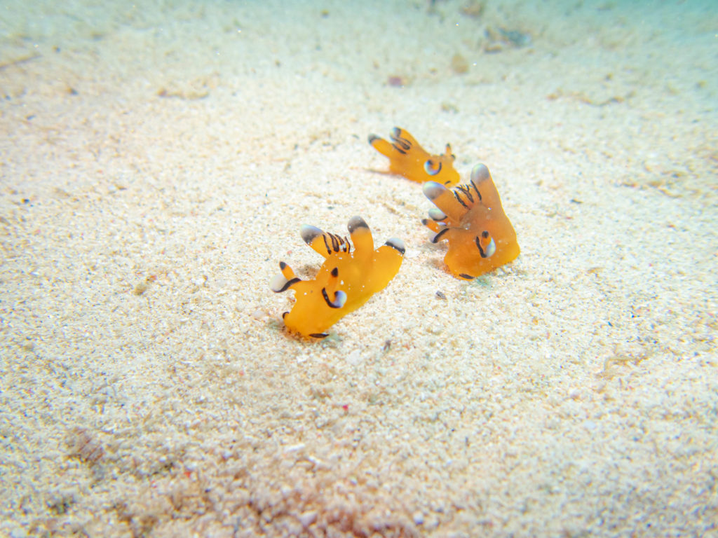 沖縄　ピカチュウウミウシ