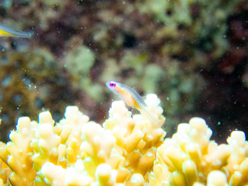 沖縄　ダイビング