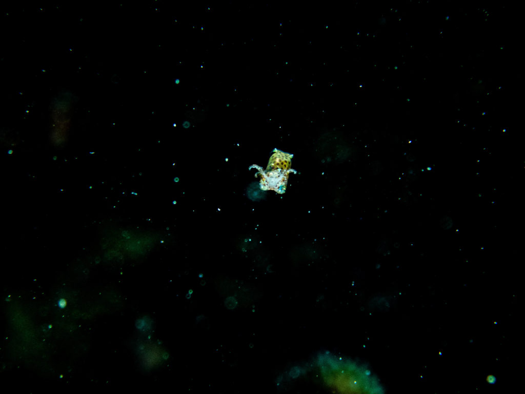 沖縄　ダイビング