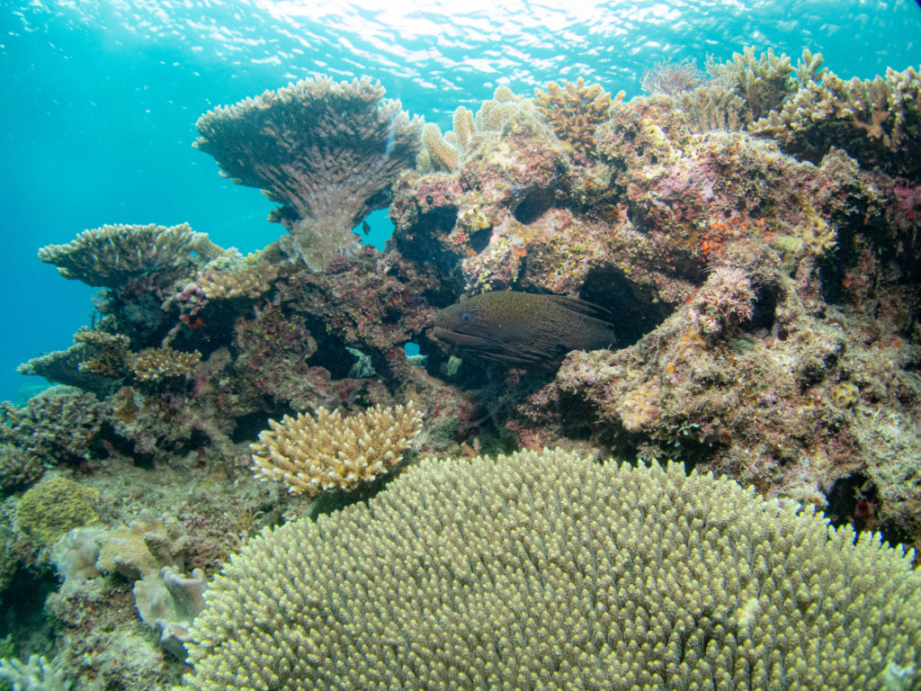 沖縄　ダイビング