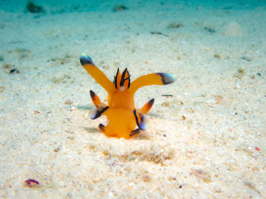 沖縄　ピカチュウウミウシ