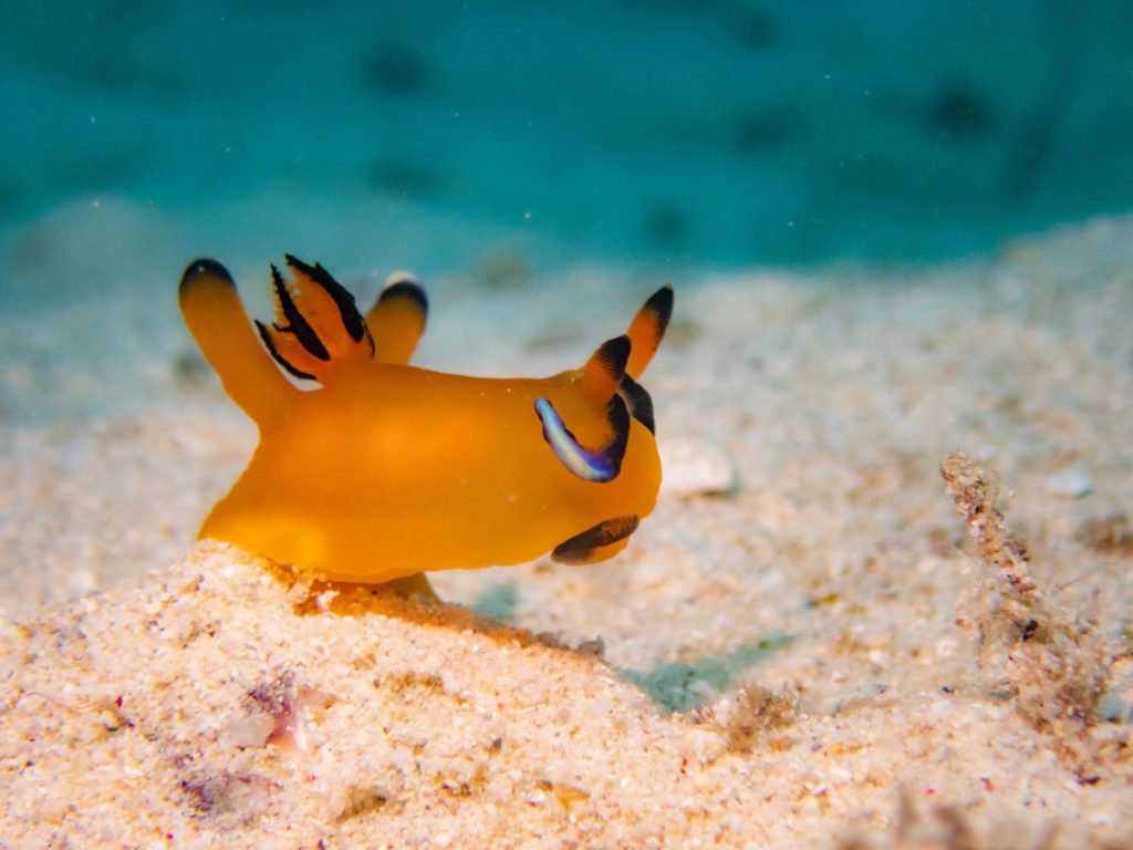 沖縄　ピカチュウウミウシ