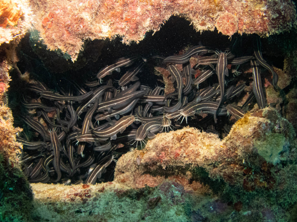 沖縄　ダイビング