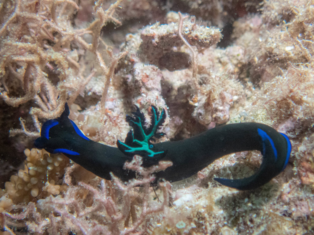 沖縄　ダイビング