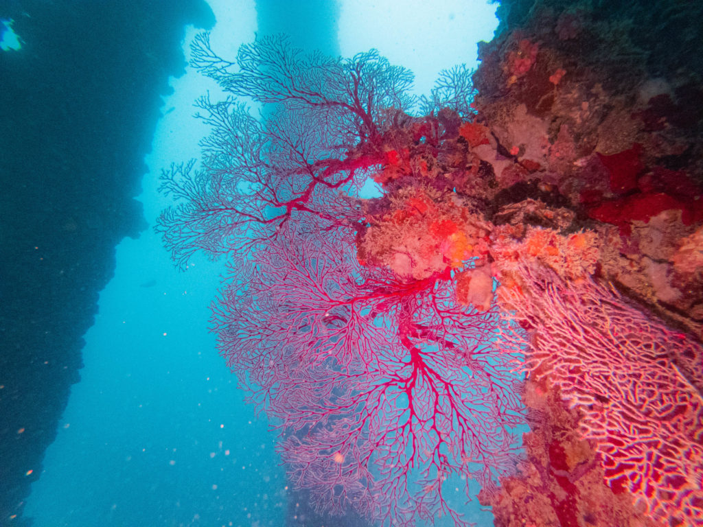 沖縄 ダイビング