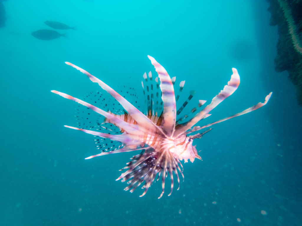 沖縄 ダイビング