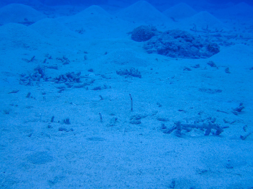 沖縄　ダイビング