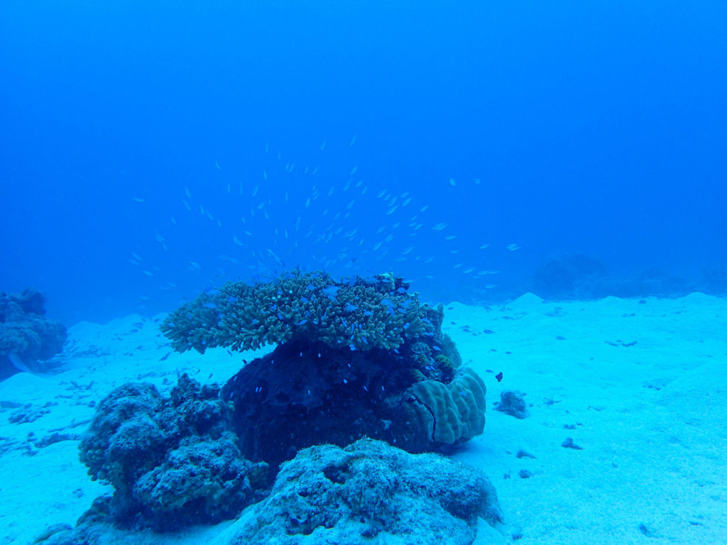 沖縄　ダイビング