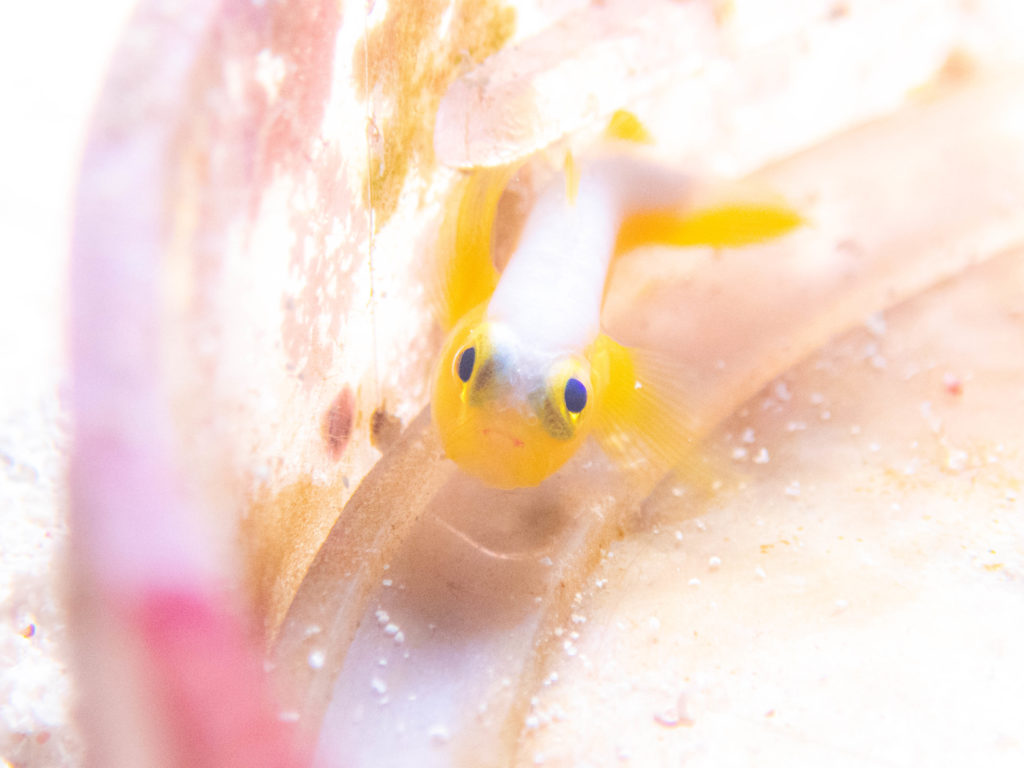 沖縄　ダイビング