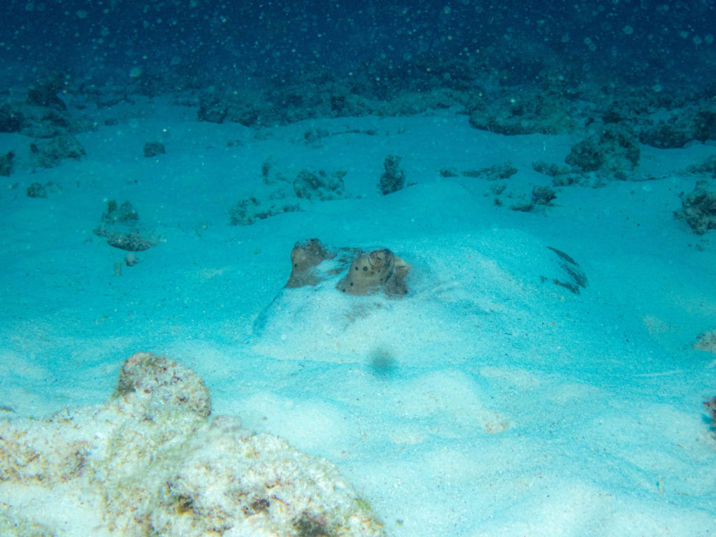 沖縄　ダイビング