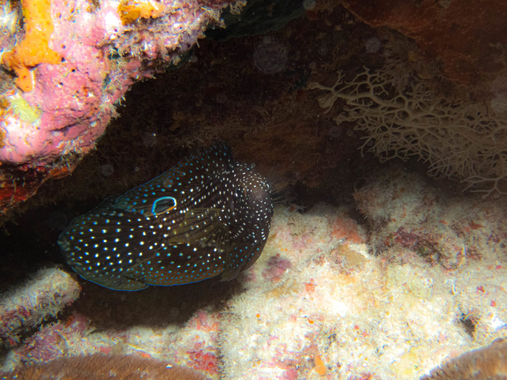 沖縄　ダイビング