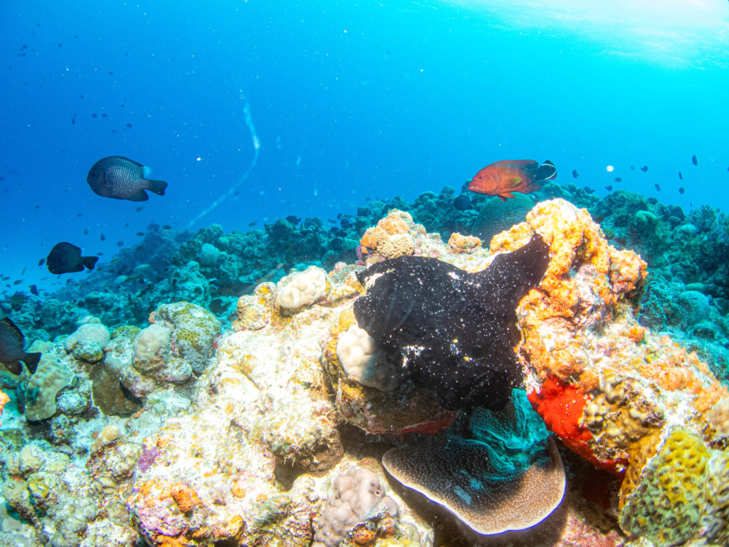 沖縄　ダイビング