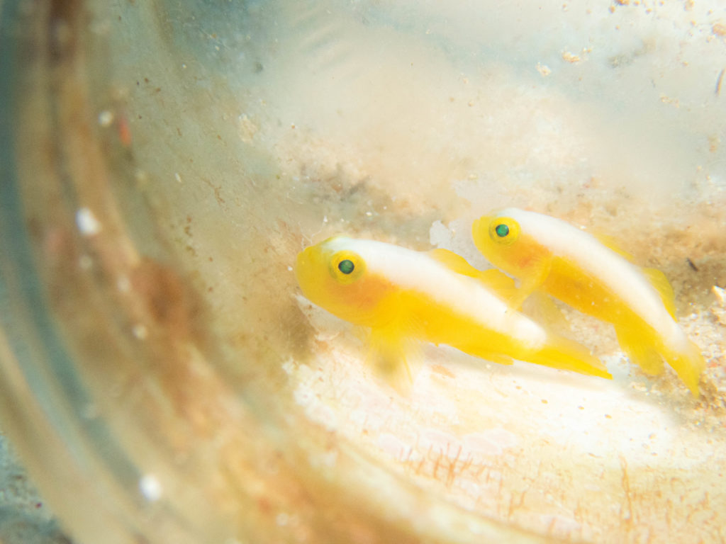 沖縄　ダイビング