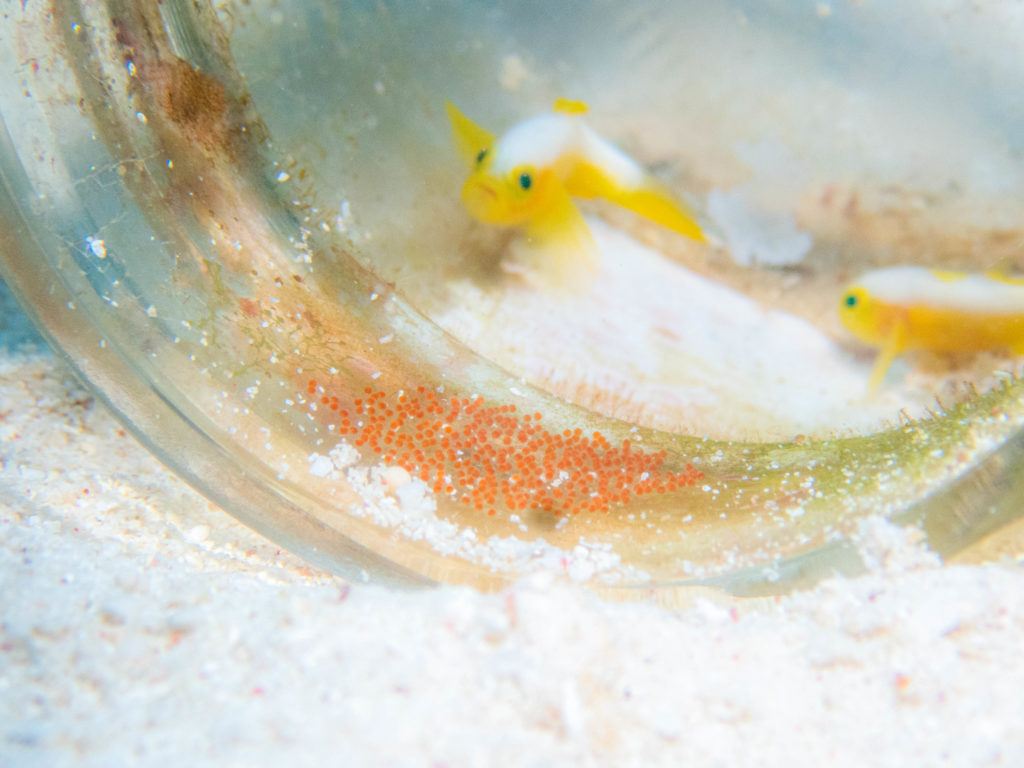 沖縄　ダイビング