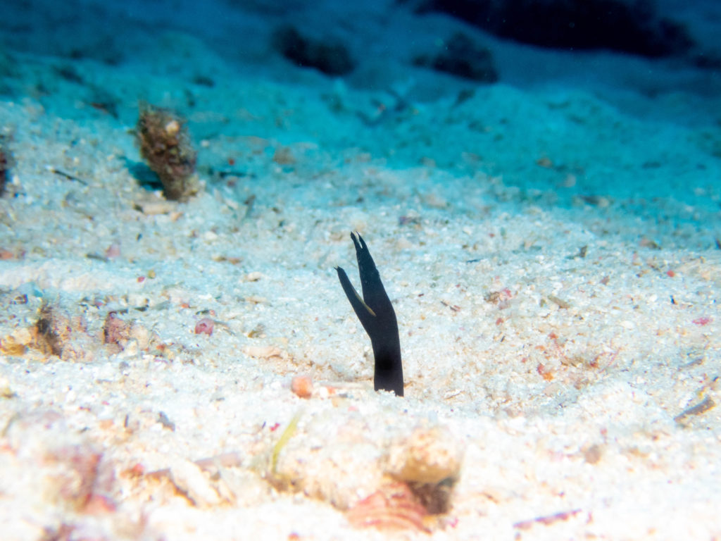 沖縄　ダイビング