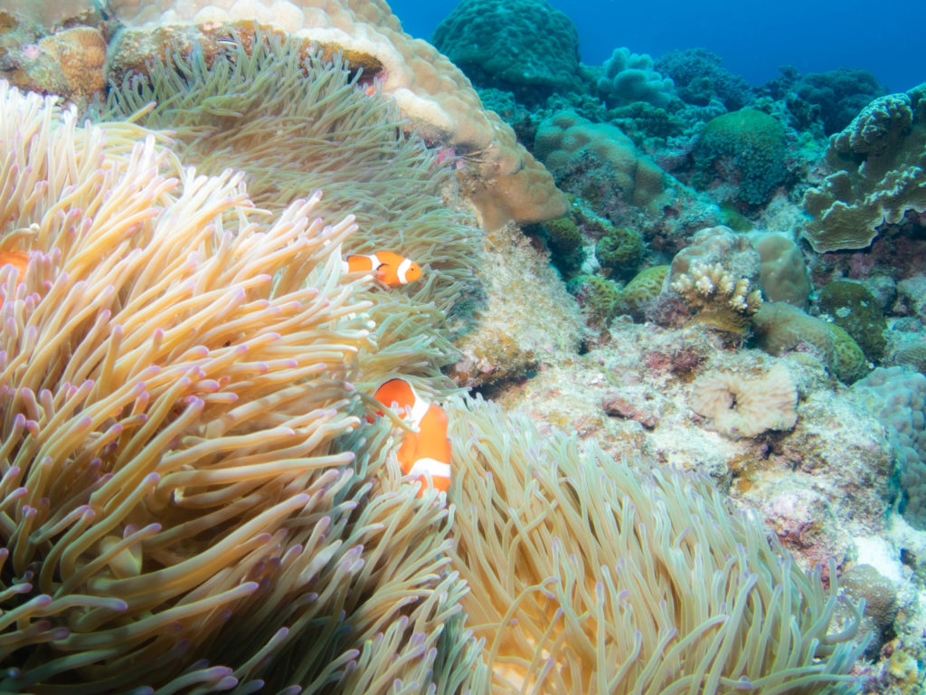 沖縄　ファンダイビング