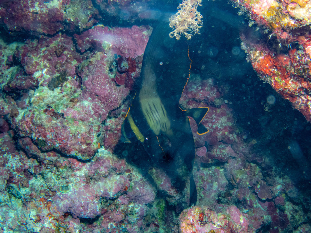 沖縄　ファンダイビング