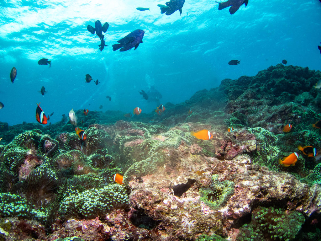 沖縄　ダイビング