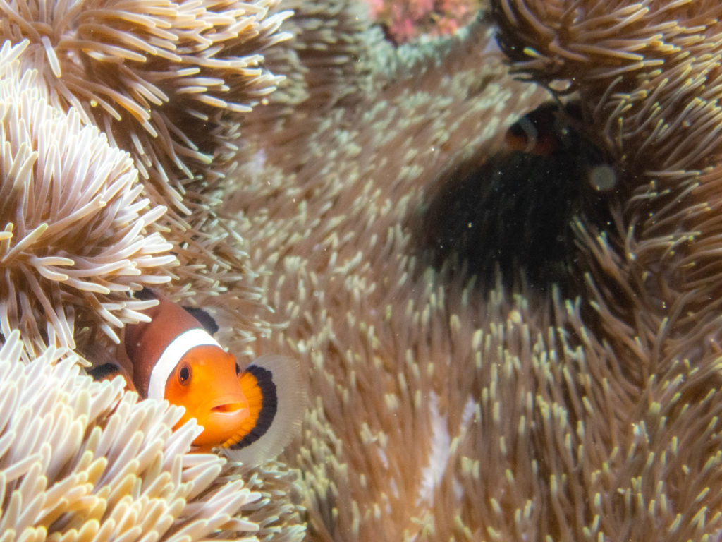 沖縄 ダイビングライセンス取得