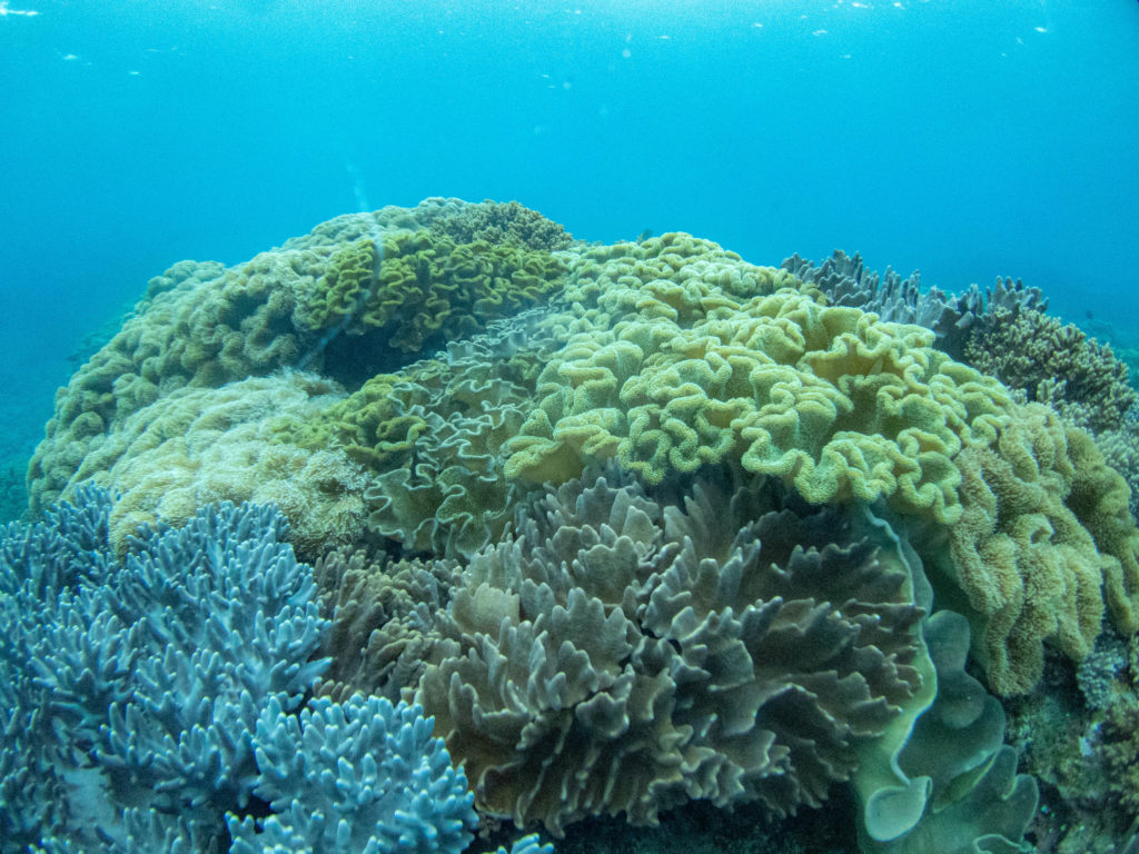 沖縄 ダイビングライセンス取得