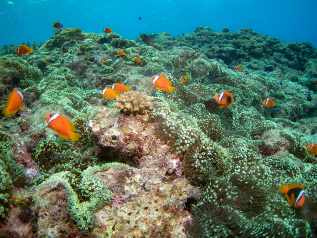 ダイビングライセンス取得 沖縄