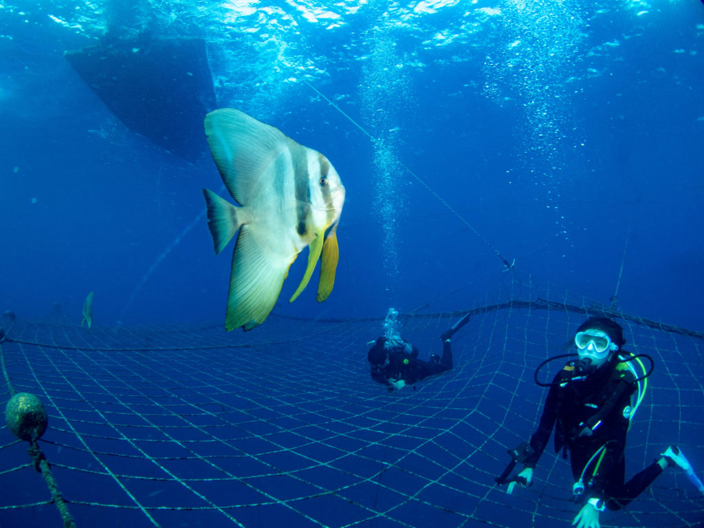 ジンベエダイビング 沖縄