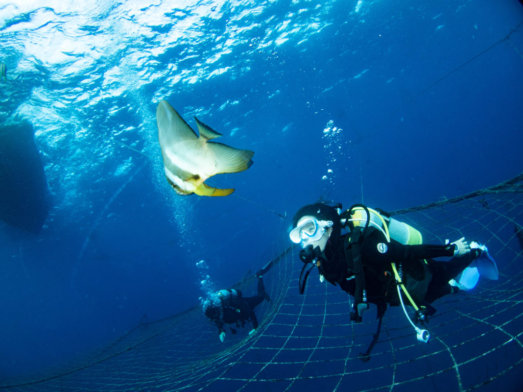 ジンベエダイビング 沖縄