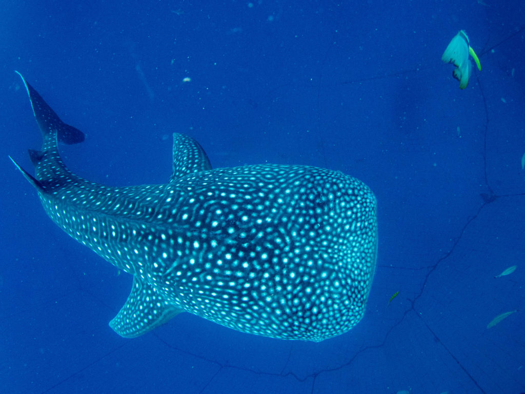 ジンベエダイビング 沖縄