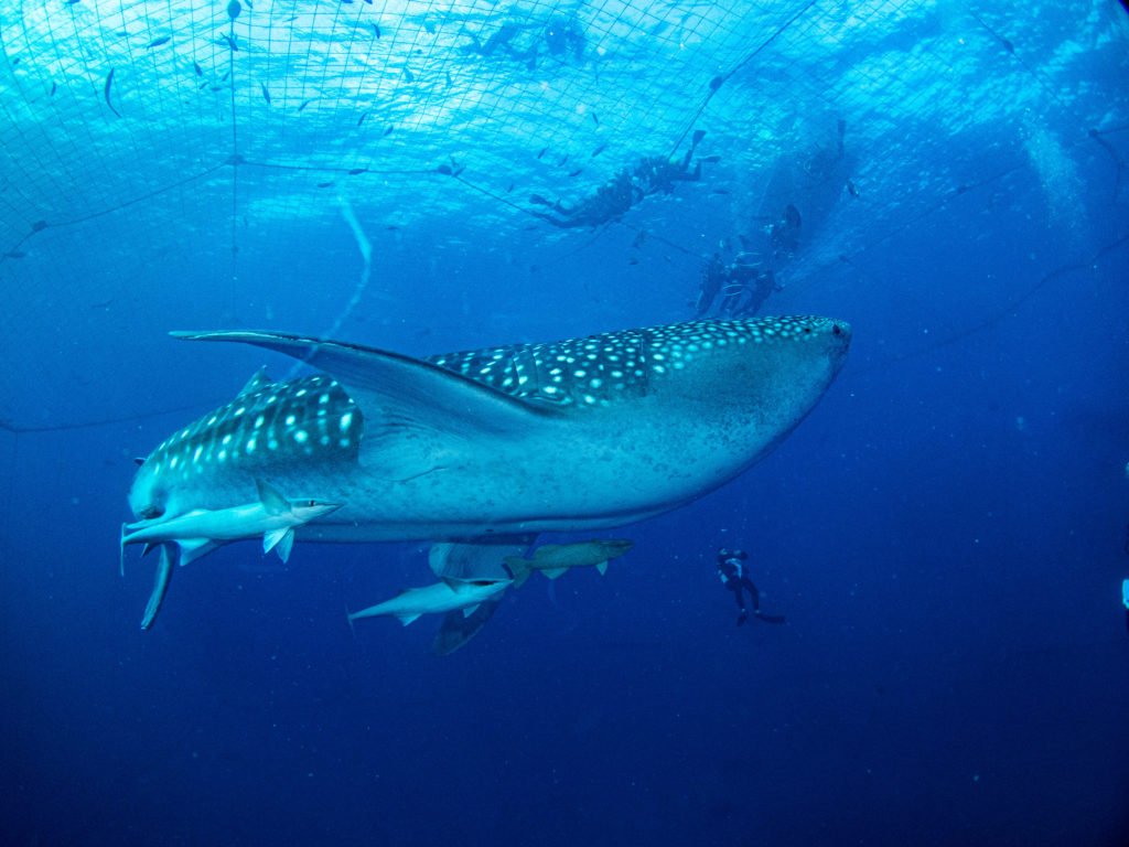 ジンベエダイビング 沖縄