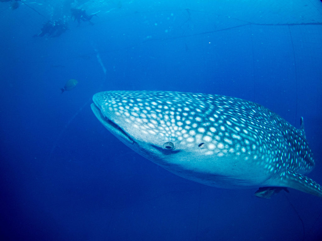 ジンベエダイビング 沖縄