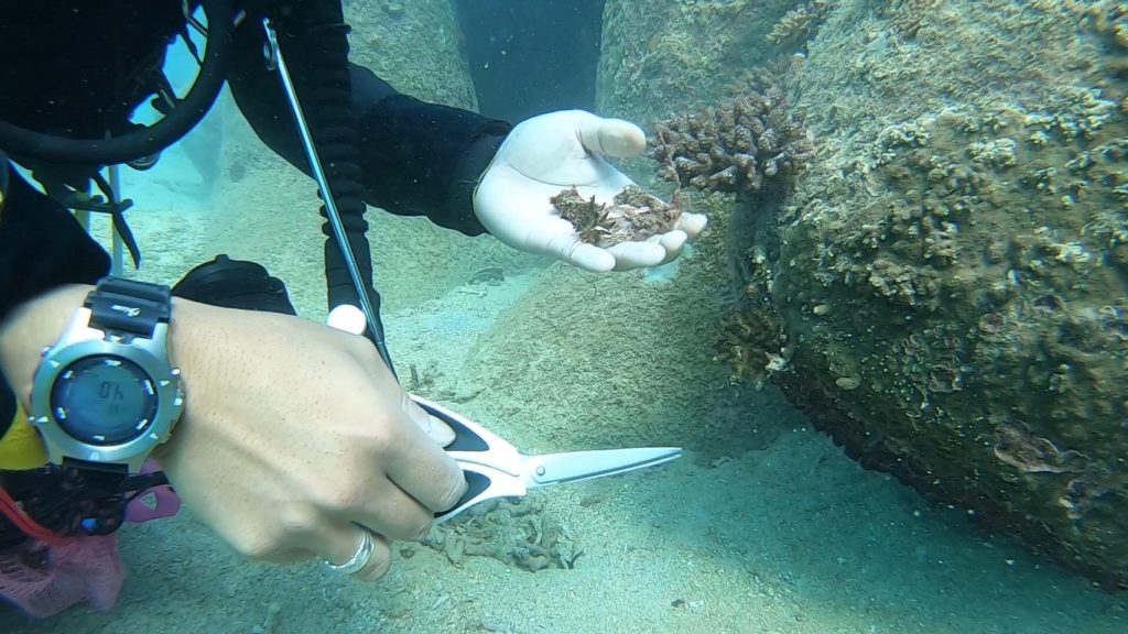 沖縄　ビーチクリーン