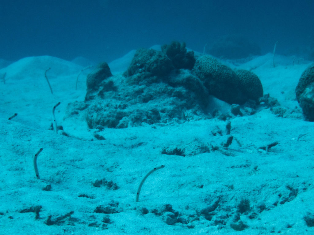 ケラマ 体験ダイビング