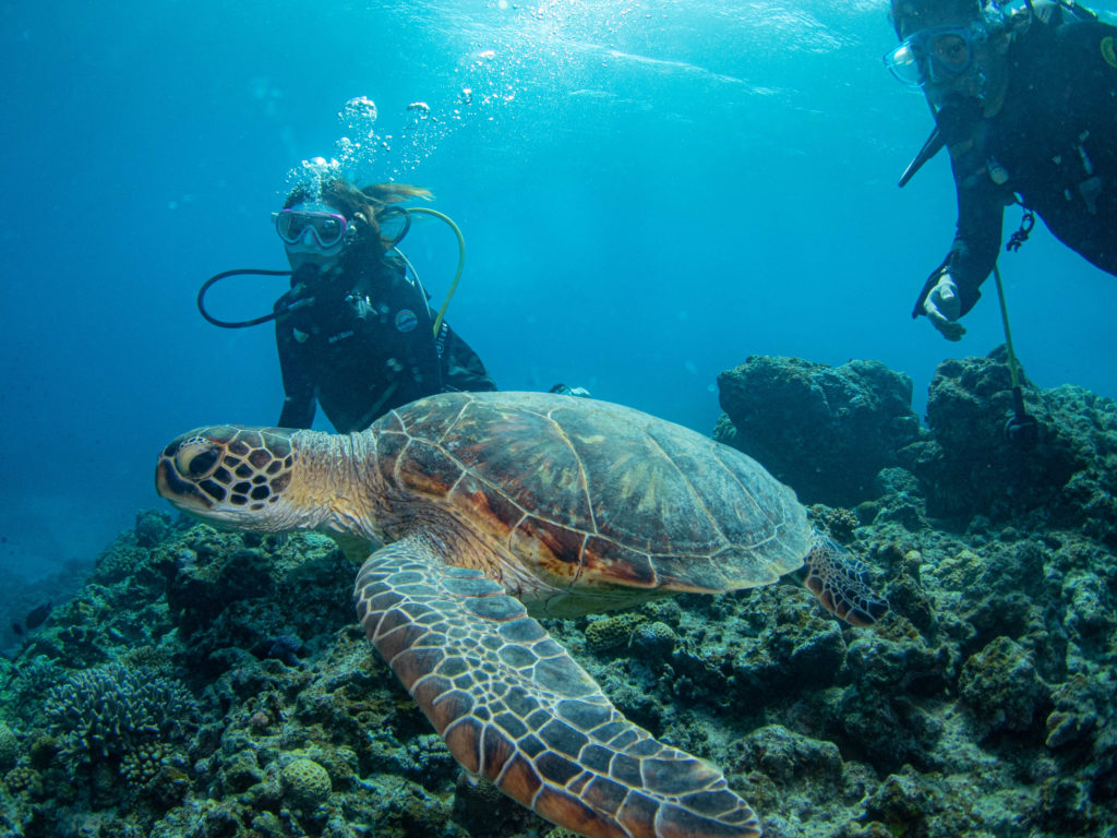 ケラマ 体験ダイビング