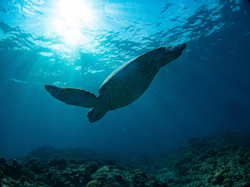 ケラマ 体験ダイビング