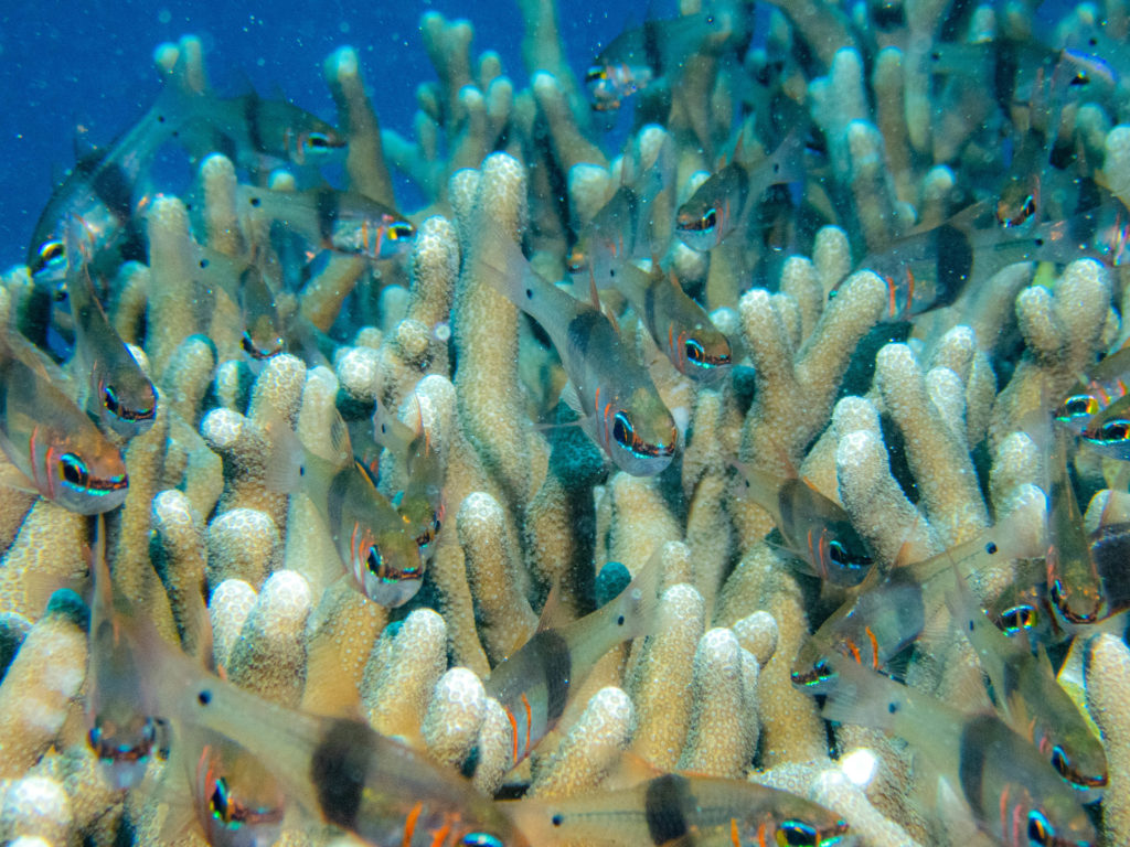 ケラマ ダイビング