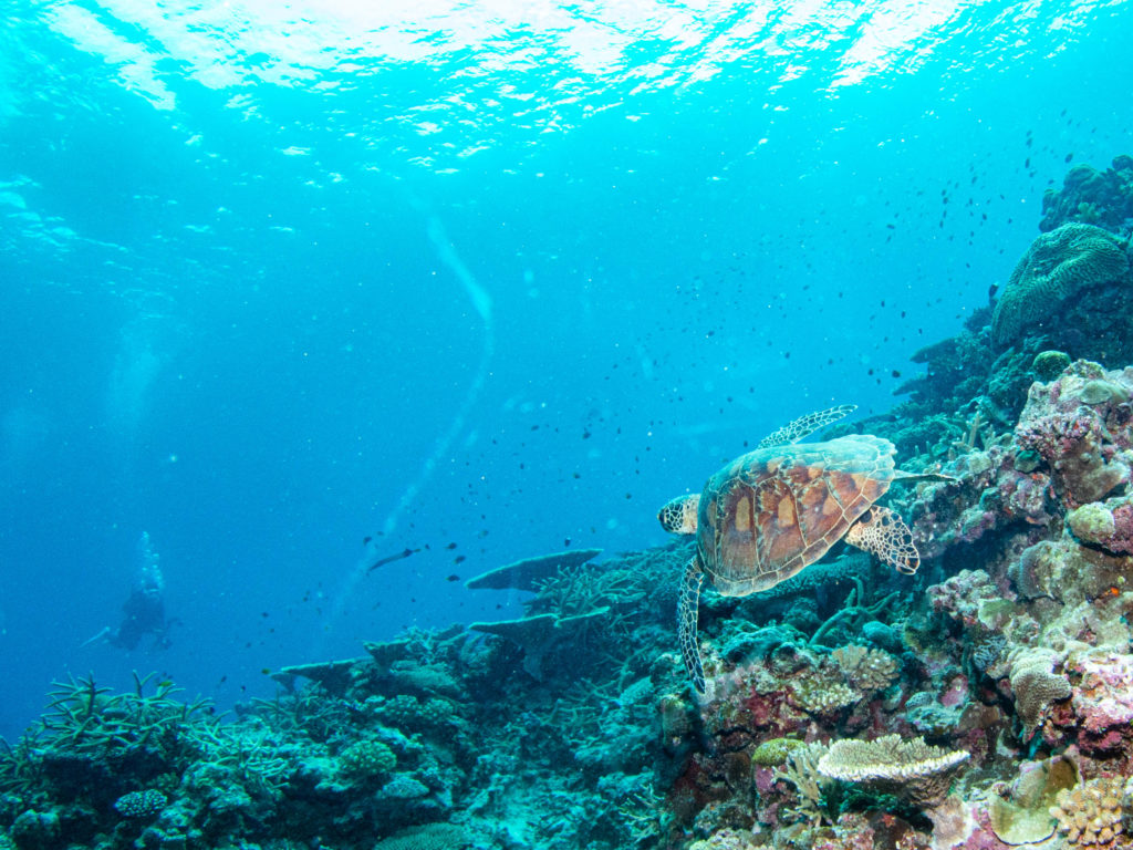 ケラマ ダイビング