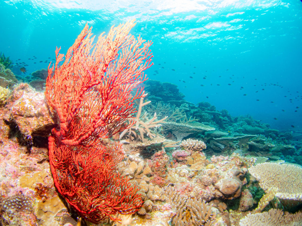 ケラマ ダイビング