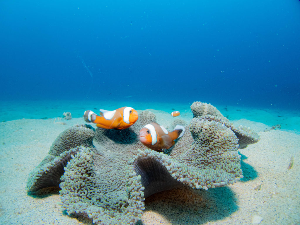 沖縄北部　ダイビング