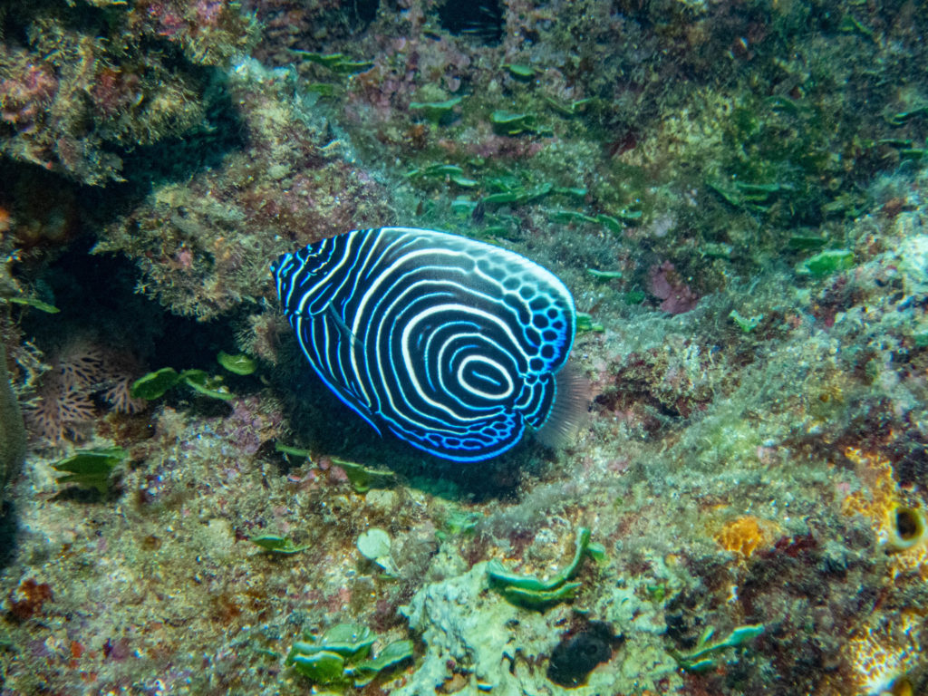 沖縄北部　ダイビング