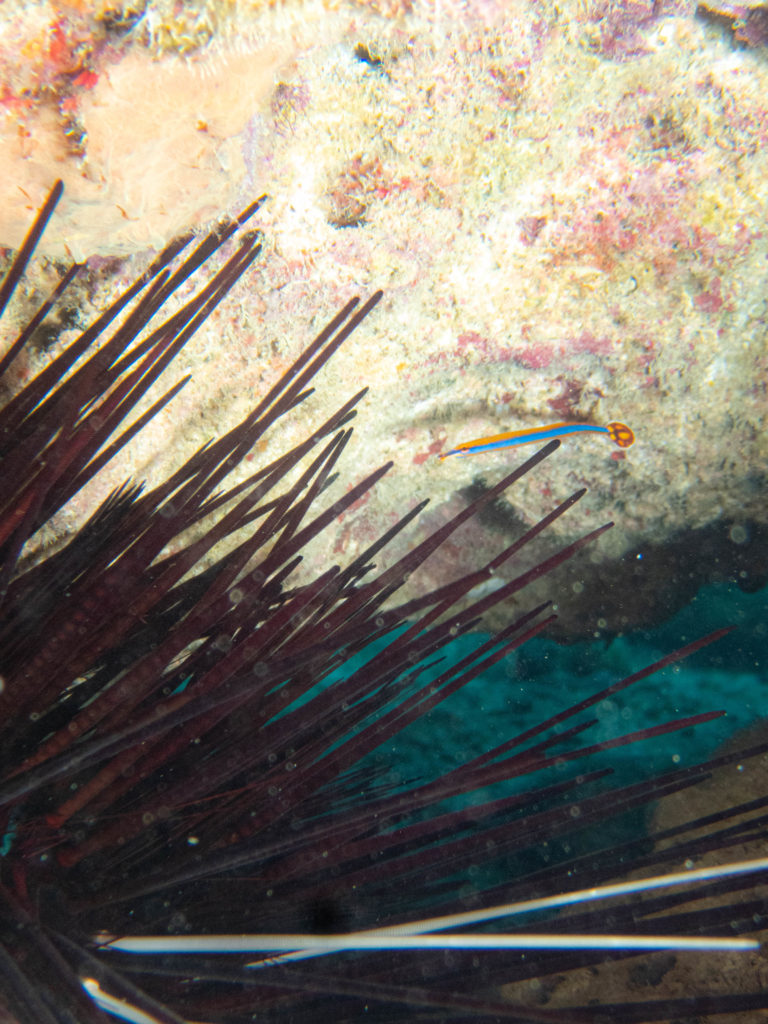 沖縄北部　ダイビング