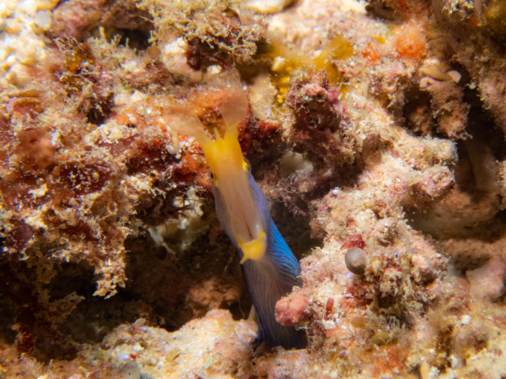 沖縄　ダイビング