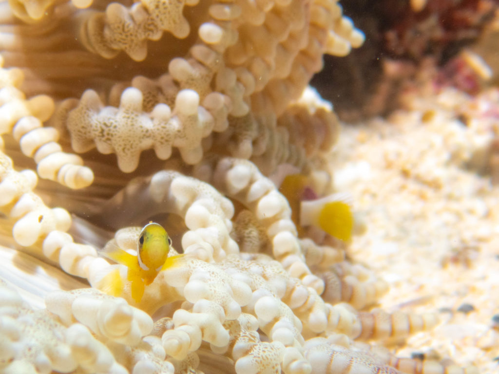 沖縄　ダイビング