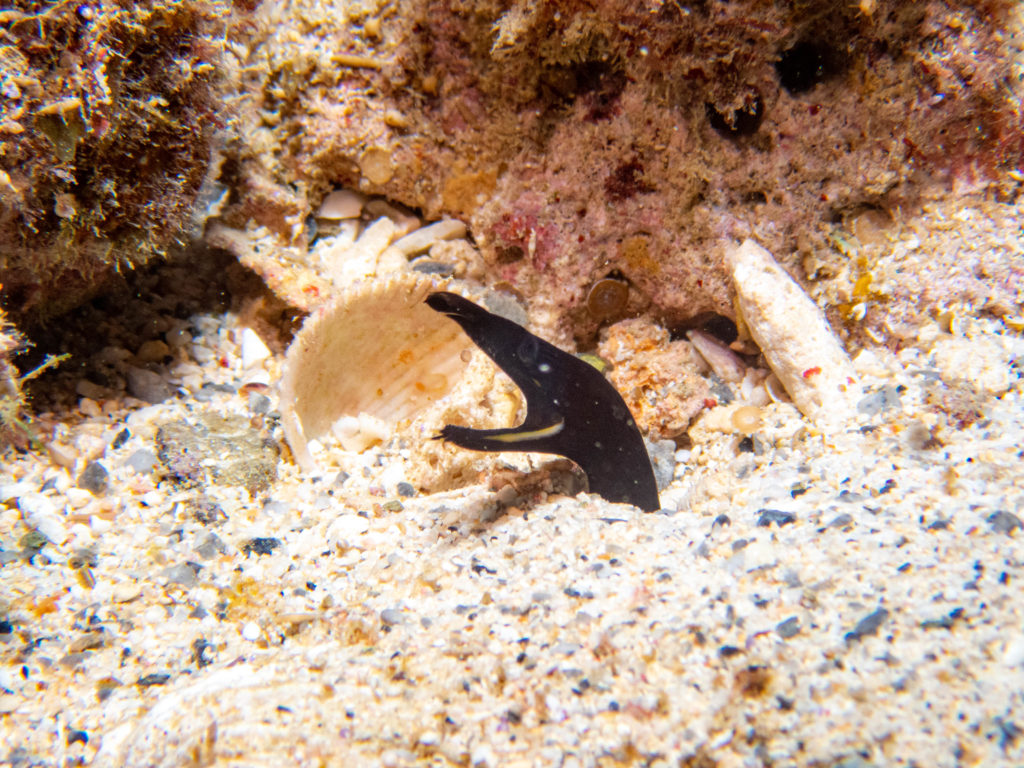 沖縄　ダイビング