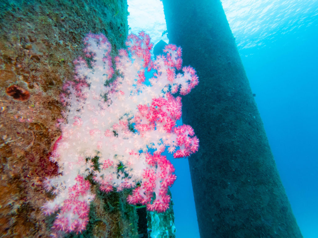 沖縄北部　ダイビング