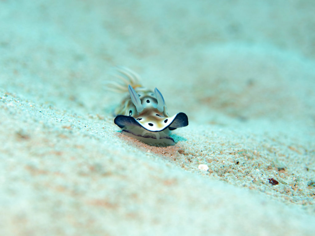 沖縄北部　ダイビング