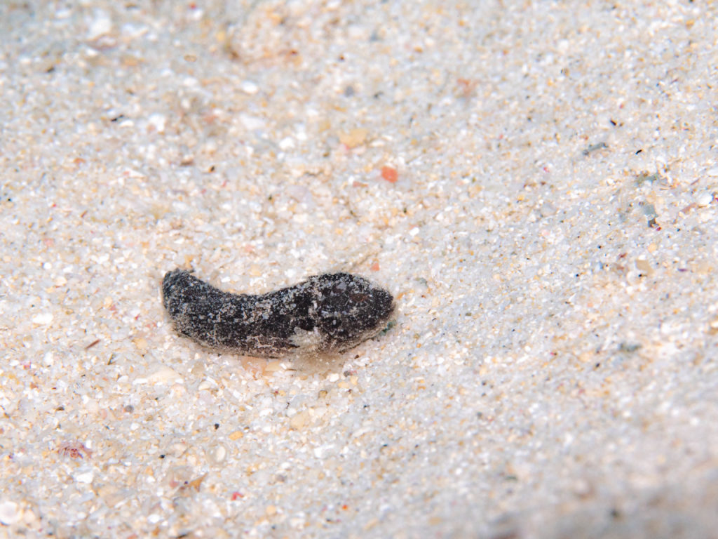 沖縄北部　ダイビング