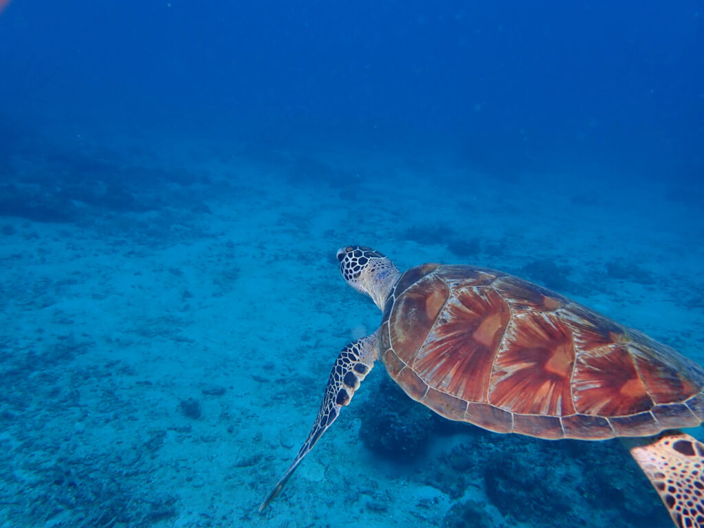 イシキリ　ファンダイビング